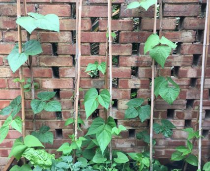 Buzymum - Our french beans are growing well