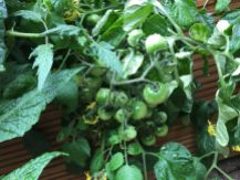 Buzymum - Our tumbling tomatoes are easy to grow and are already producing lots of fruit