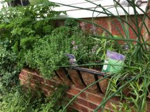 Buzymum - Our herb basket contains flat and curly parsley, chives, thyme & tarragon this year